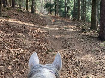 Randonnée Randonnée équestre Saverne - Haut barr hibou Tivio Yoigo  - Photo