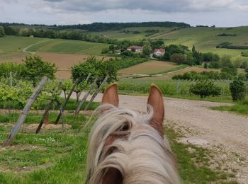 Percorso Equitazione Mollkirch - 2019-05-26 Balade Fête des mères - Photo