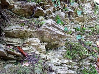 Tour Zu Fuß Bodenwerder - Über die Himckeburg ins romantische Rühler Tal - Photo