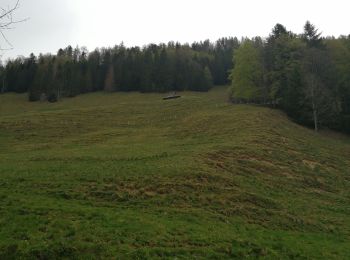 Trail Nordic walking Val-de-Charmey - Treek charmey au lac noir.  - Photo