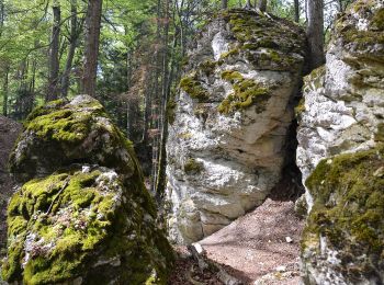 Tocht Te voet Albstadt - Traufgang Felsenmeersteig - Photo