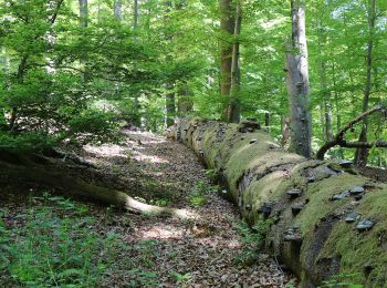 Percorso A piedi Rothenbucher Forst - Nordic Walking 4 Blau Weibersbrunn - Photo