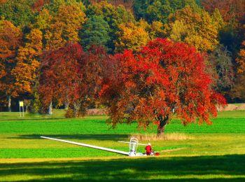 Tocht Te voet Straubenhardt - Nordic-Walking-Route 2 - Heubuckel-Route - Photo