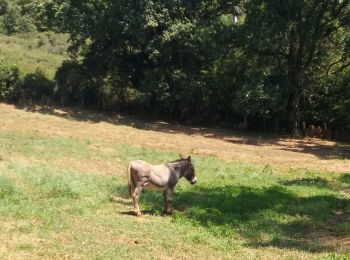 Randonnée Marche Craponne - de Craponne à Brindas .  - Photo