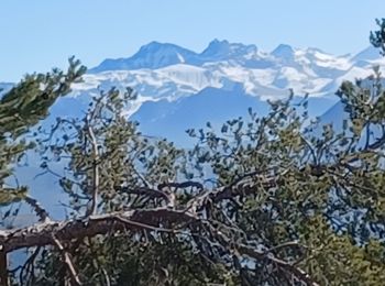 Randonnée Marche Faucon-du-Caire - FAUCON DU CAIRE . LE CLASTRE .  SERRE DE MALAMORT COL DU BUISSONNET O L S - Photo