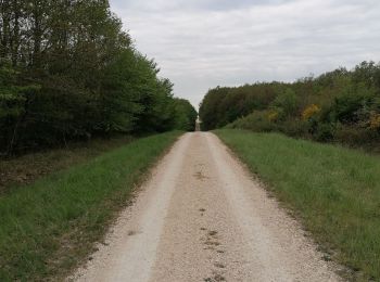 Tocht Stappen Valloire-sur-Cisse - Chouzy 28.04.21 - Photo