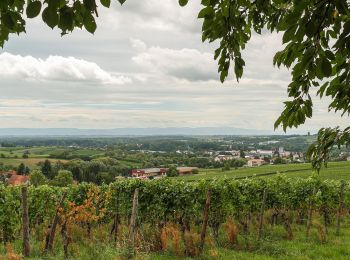 Randonnée A pied  - Rundwanderweg Taubensuhl 1 - Photo