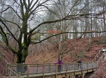 Tocht Stappen Laines-aux-Bois - entre Laines aux Bois et le site de Montaigu - Photo