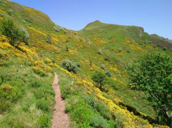 Tocht Stappen Laveissière - Cantal - le Lioran - Bec de l Aigle - 10.8km 540m 4h55 - 2019 06 26 - Photo