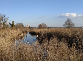 Trail Walking Le Teich - 2022-01-16 Tour des plaines du Teich - Photo