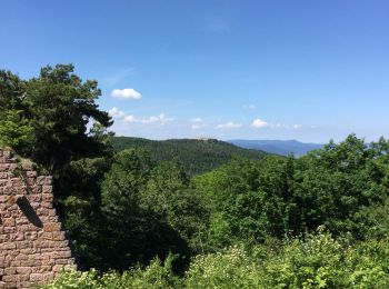 Randonnée Marche Wintzenheim - wintzenheim et les châteaux - Photo