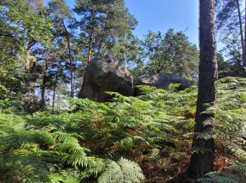 Randonnée Marche Samois-sur-Seine - Balade 21 km Fontainebleau - Boucle à partir de Samois - Photo