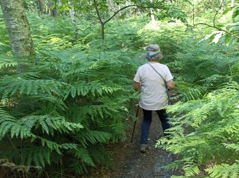 Tocht Stappen Sainte-Mesme - Sainte meme - Photo