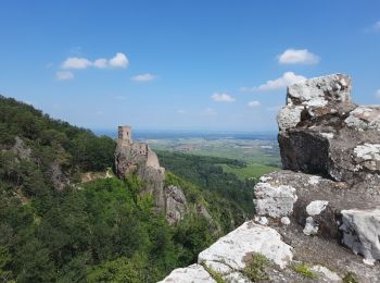 Excursión Senderismo Ribeauvillé - Les 3 châteaux de Ribeauvillé - Photo