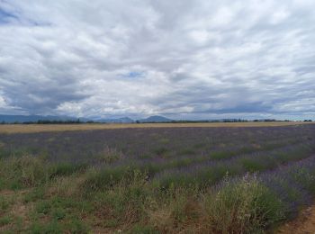 Tour Wandern Valensole - Valensole 23.6.24 - Photo