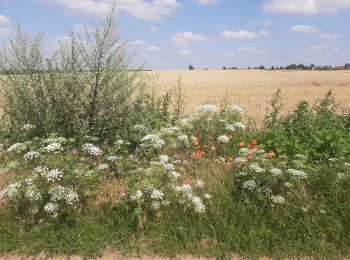 Trail Walking Estinnes - Estinnes au val 17 07 21 - Photo