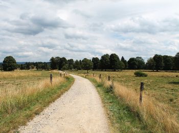 Trail On foot Borová Lada - CZ-Trauermantel · Babočka osiková - Photo