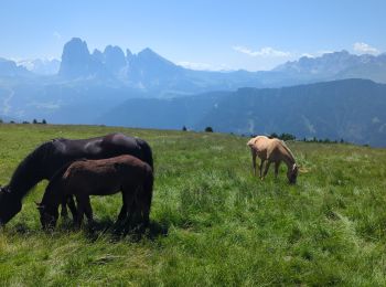 Trail Walking Urtijëi - St. Ulrich in Gröden - Ortisei - Raschötz Alm - Photo