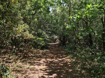 Trail Walking Le Verdon-sur-Mer - Verdon, Soulac (Boucle) - Photo