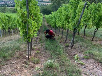 Tour Wandern Bischofsheim im Elsass - Tour des balcans  - Photo