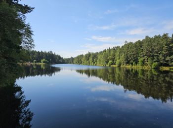 Randonnée Marche La Chaise-Dieu - La Chaise-Dieu, la forêt de l'est - Photo