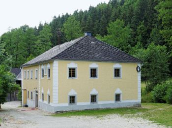 Percorso A piedi Haslach an der Mühl - Tanzbodenweg - Photo