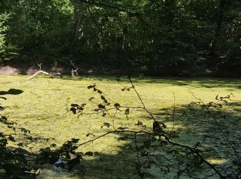 Tour Wandern Boissy-Saint-Léger - La forêt Notre Dame et le parc du Morbras - Photo