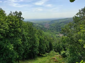 Randonnée Marche Mittelbergheim - Mittelbergheim  - Photo