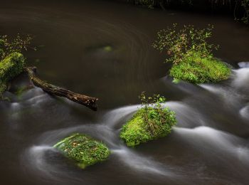 Randonnée A pied Hřensko - NS Okolím Hřenska - Photo