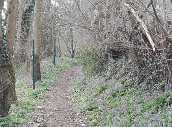 Trail Walking Nandrin - Villers le temple . st jean sart . clemaude - Photo