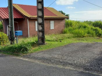 Randonnée Marche Macouba - Chemin Hbt Bijou - Photo