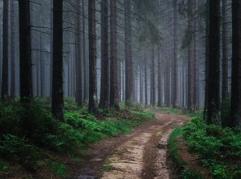 Trail On foot Hilchenbach - Sonnenhang Rundweg A1 - Photo