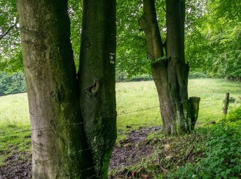 Randonnée A pied Horn-Bad Meinberg - Rundwanderweg A4 [Bauernkamp] - Photo