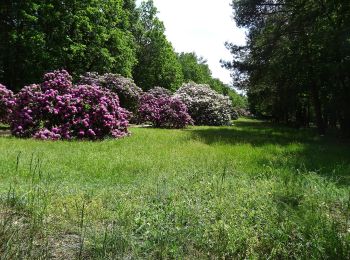 Tocht Te voet Neukirch - Turmpfad zum Haselberg - Photo