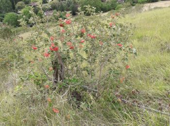 Excursión Senderismo Giverny - Giverny : les coteaux vers le Vexin 13 km - Photo