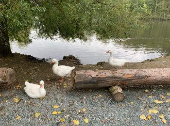 Trail Walking Oud-Heverlee - WK_route_kp17_Zuid-Dijleland_1570180222 - Photo