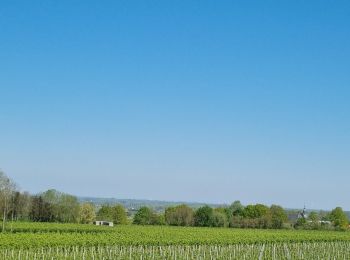 Tocht Noords wandelen Borgloon - Marchr agricole - Photo