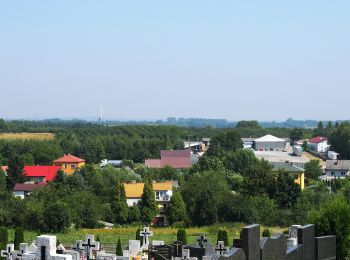 Percorso A piedi Rybnica - Tarnobrzeska Droga św. Jakuba - Photo