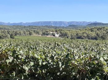 Randonnée Marche Le Puy-Sainte-Réparade - Vignes du Château Paradis - Photo