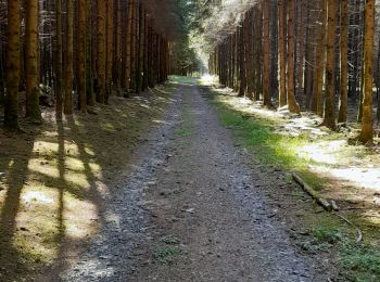 Tour Wandern Bertrix - Rando au départ de l'église de Jéhonville - Photo