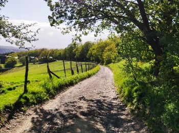 Tocht Stappen Luik - Promenade du Vallon du Ry-Ponet  - Photo