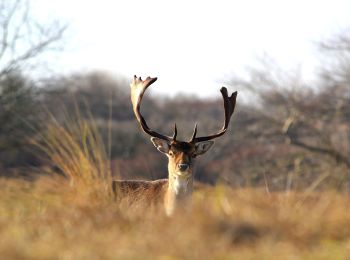 Randonnée A pied Zandvoort - AWD-Zandvoortselaan-Groen - Photo