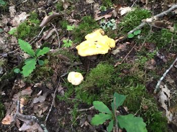 Tour Wandern Robert-Espagne - Champignons trois fontaine  - Photo