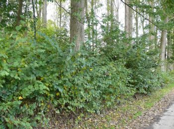 Tour Zu Fuß Sint-Lievens-Houtem - Natuurwandeling Cotthem - Photo