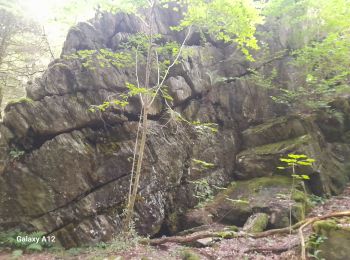 Excursión Senderismo Paliseul - Marche ADEPS à Maissin. - Photo