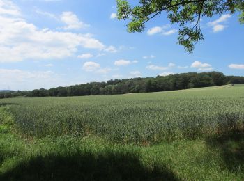 Randonnée A pied Schwerte - Rundweg um Schwerte S - Photo