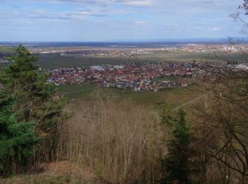 Randonnée Marche Wintzenheim - Panorama de Wintzenheim - Photo