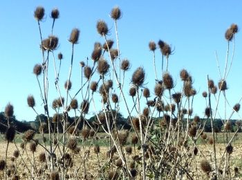 Trail Walking Breuillet - 17  Breuillet    7km 200 - Photo