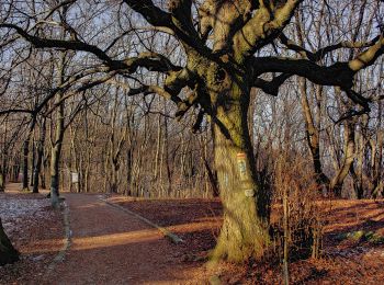 Tocht Te voet Pilisszentkereszt - K+ (Szurdoki autóparkoló - Kopasz-hegyi-nyereg - Dobogókő, elágazás) - Photo