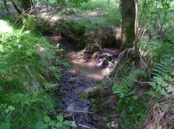 Percorso A piedi Freigericht - Spessartspuren - Neuseser Fernblick - Photo